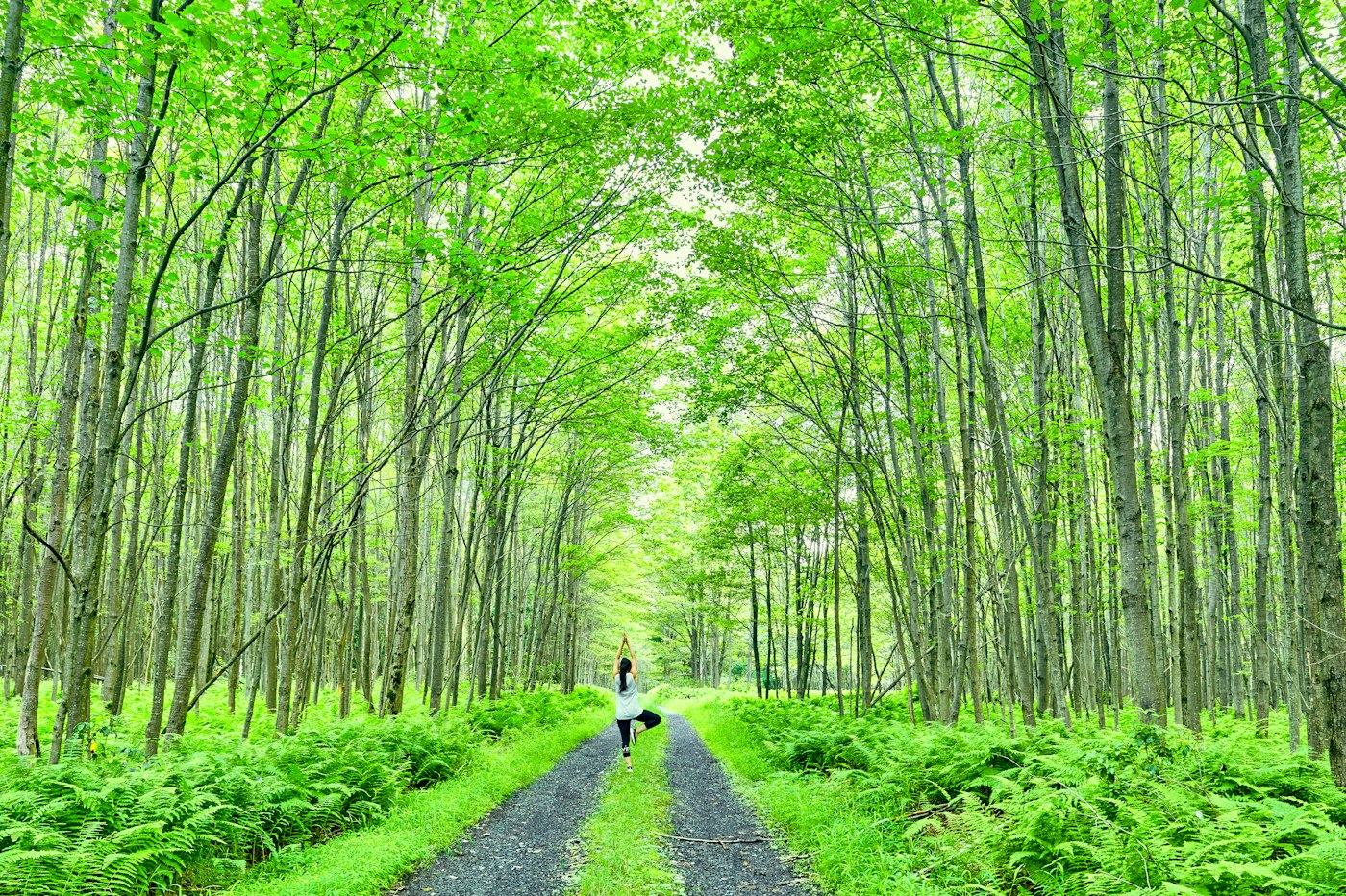 Quiet road through a tall green forest canopy, symbolising a calm and balanced life journey